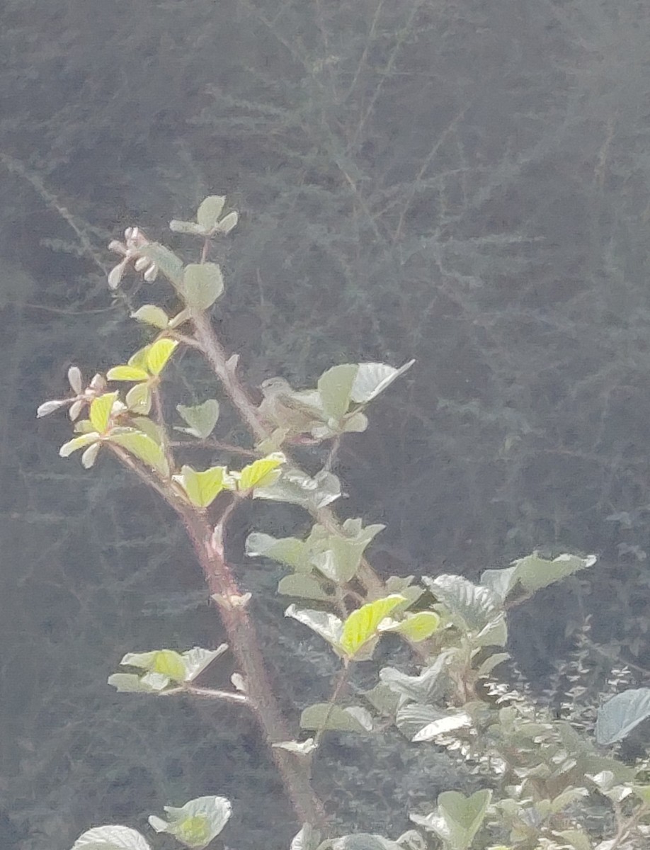 Ashy-throated Warbler - ML645206566