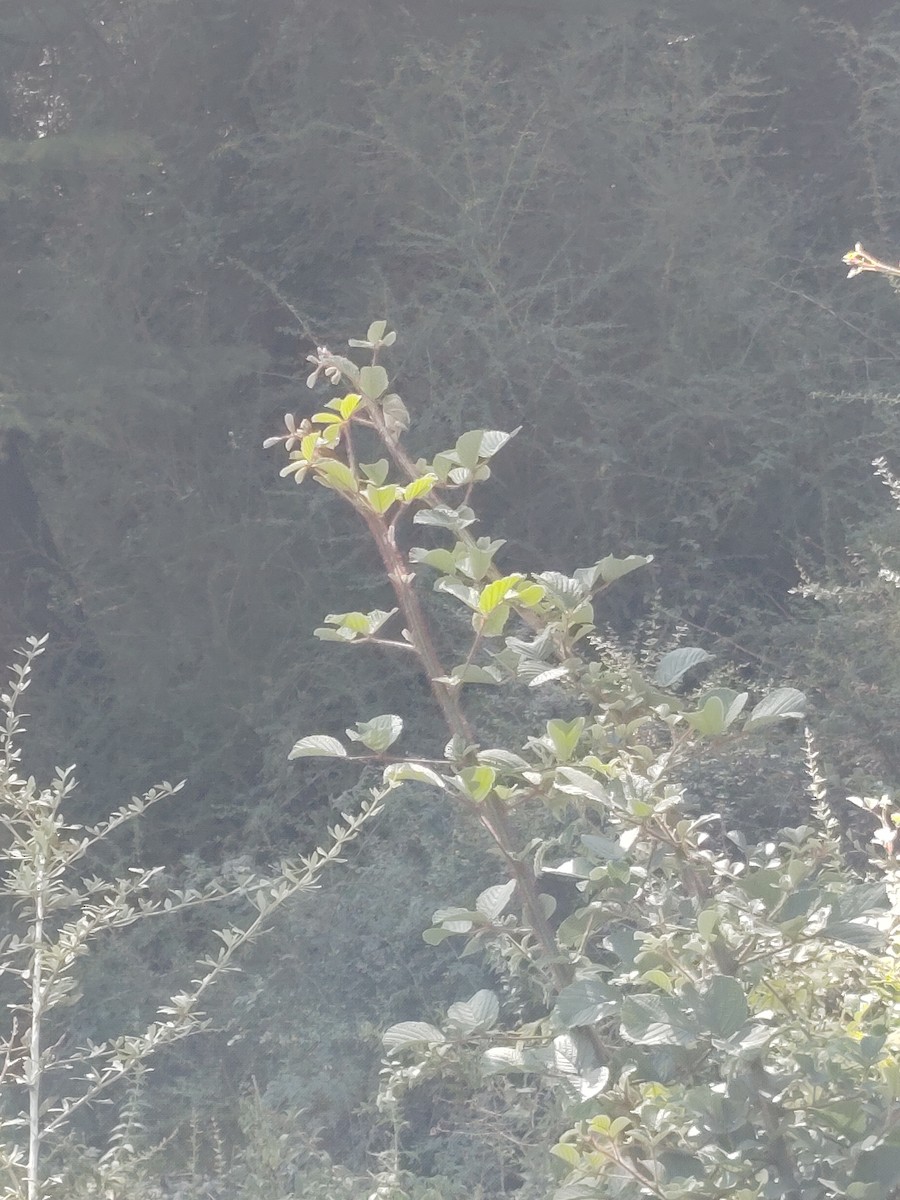 Ashy-throated Warbler - ML645206567