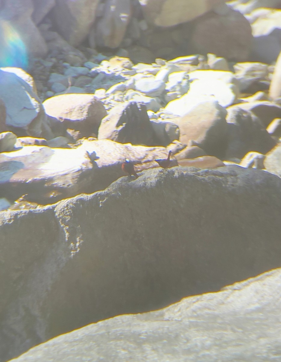 White-capped Redstart - ML645206598