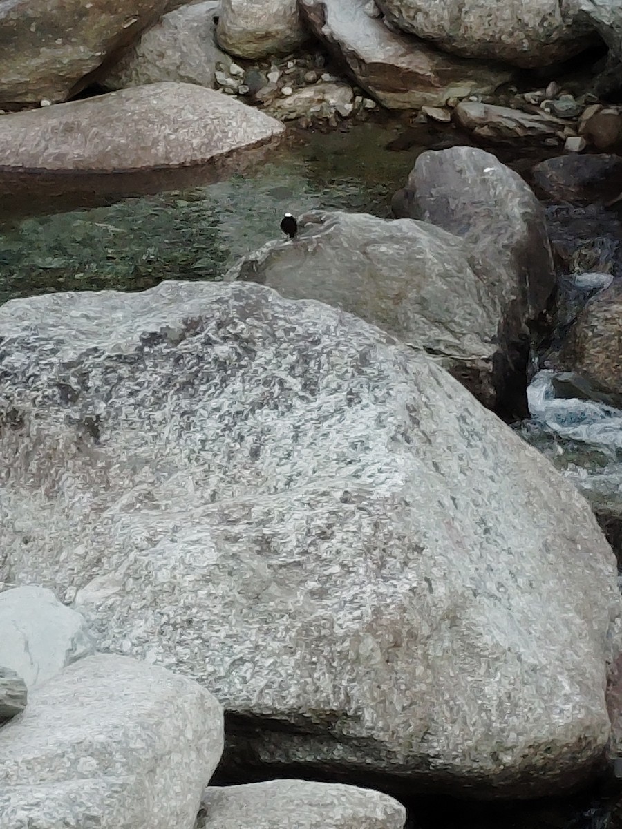 White-capped Redstart - ML645206599