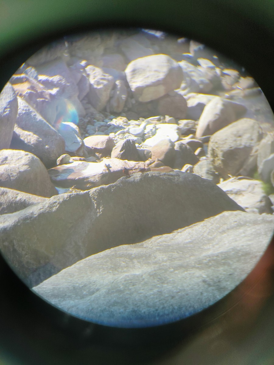 White-capped Redstart - ML645206600