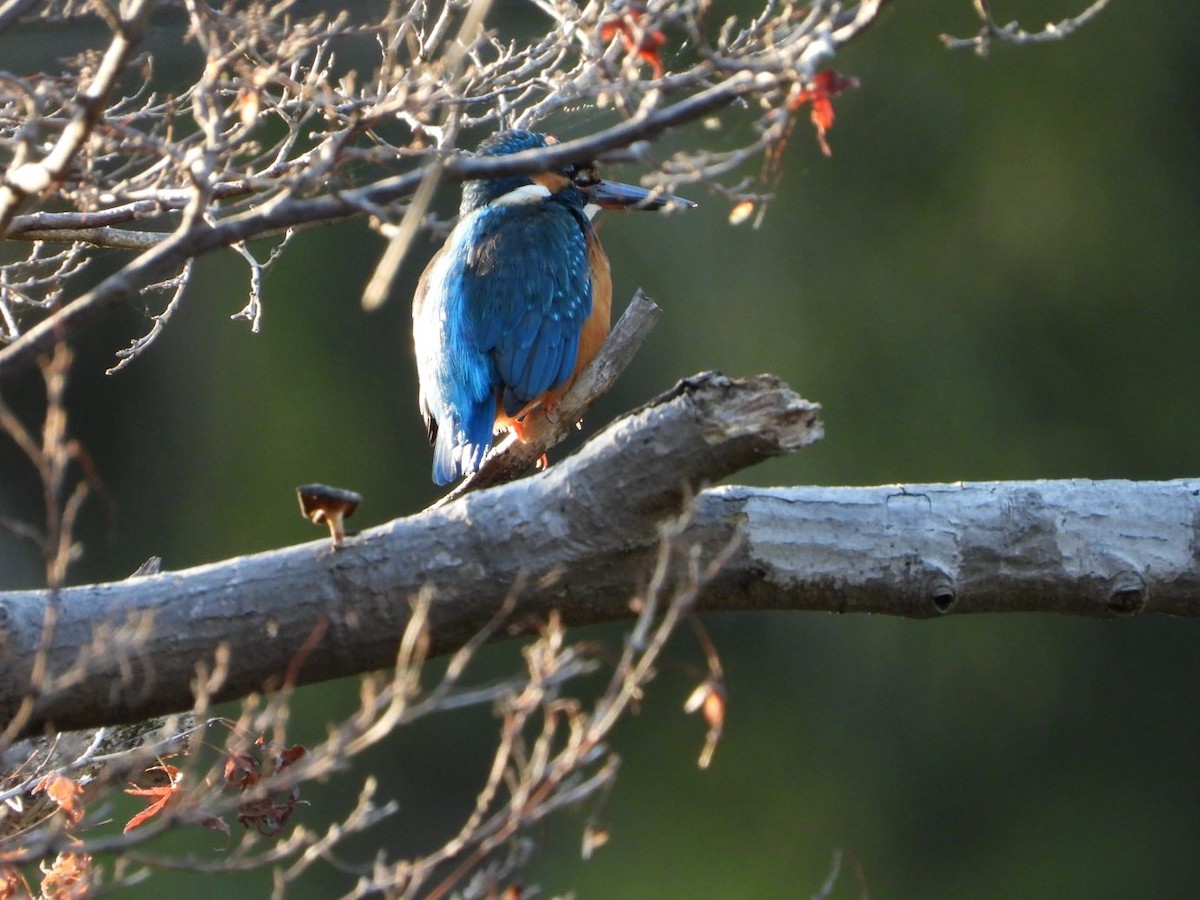 Common Kingfisher - ML645206601