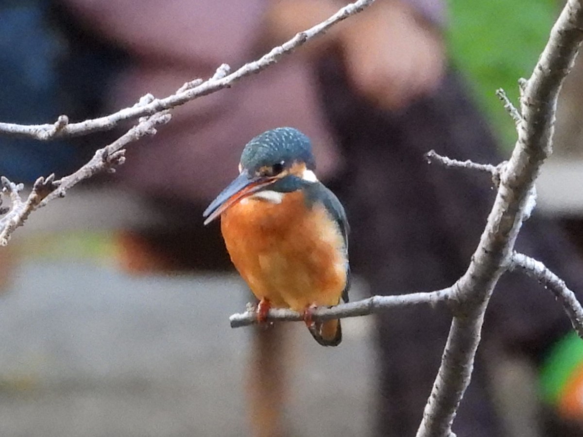 Common Kingfisher - ML645206603