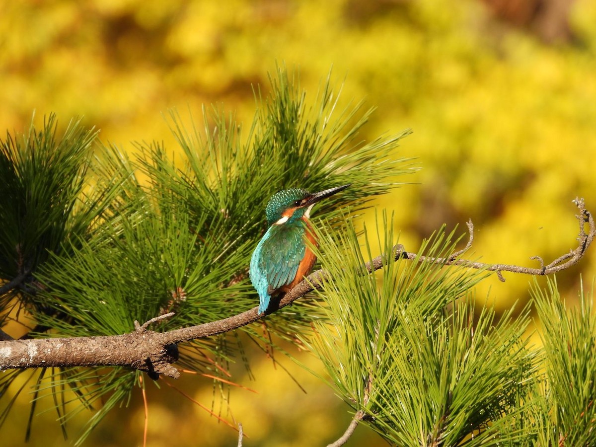 Common Kingfisher - ML645206604