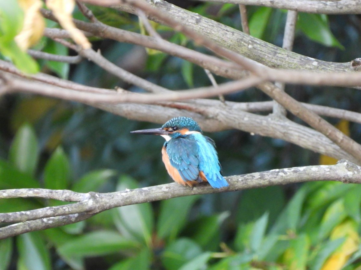 Common Kingfisher - ML645206605