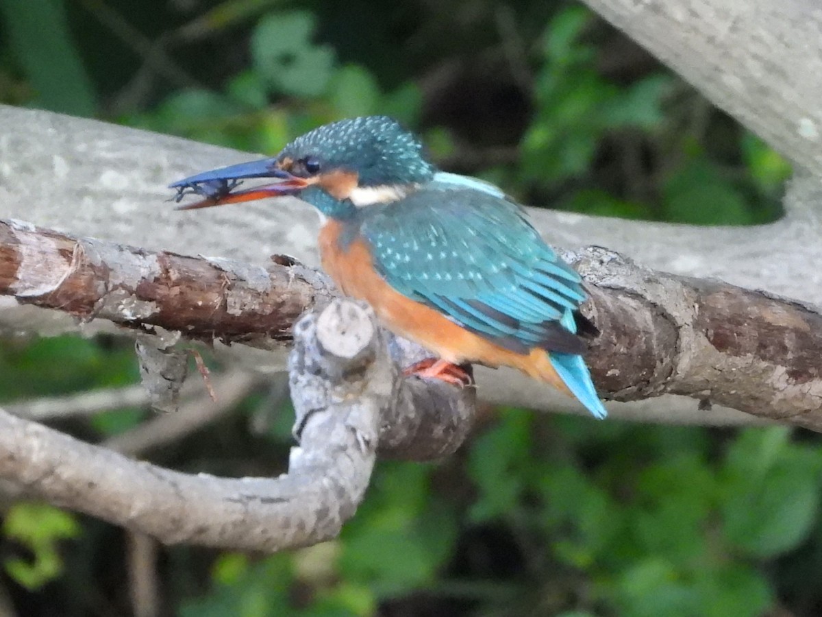 Common Kingfisher - ML645206606