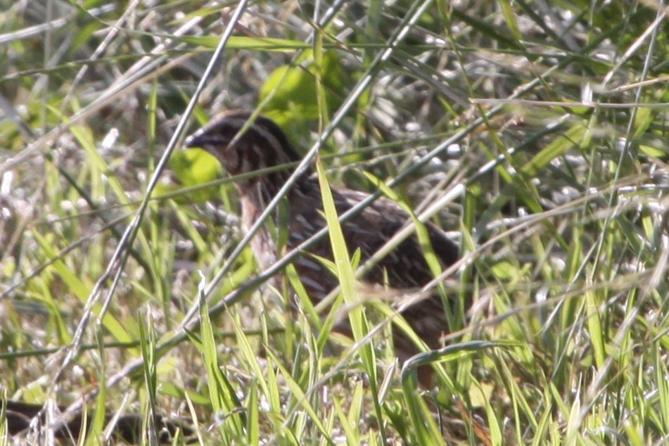Common Quail - ML645206607