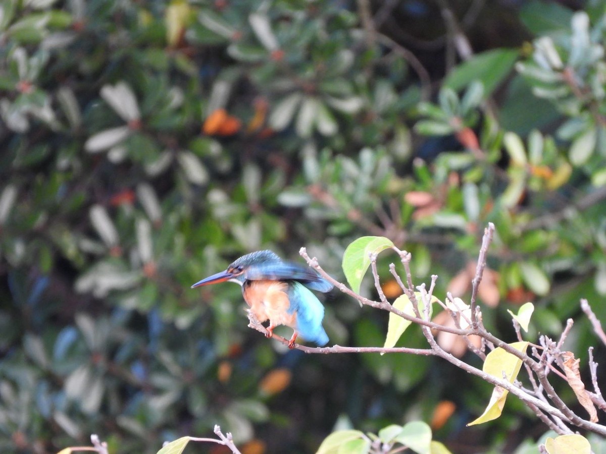 Common Kingfisher - ML645206609