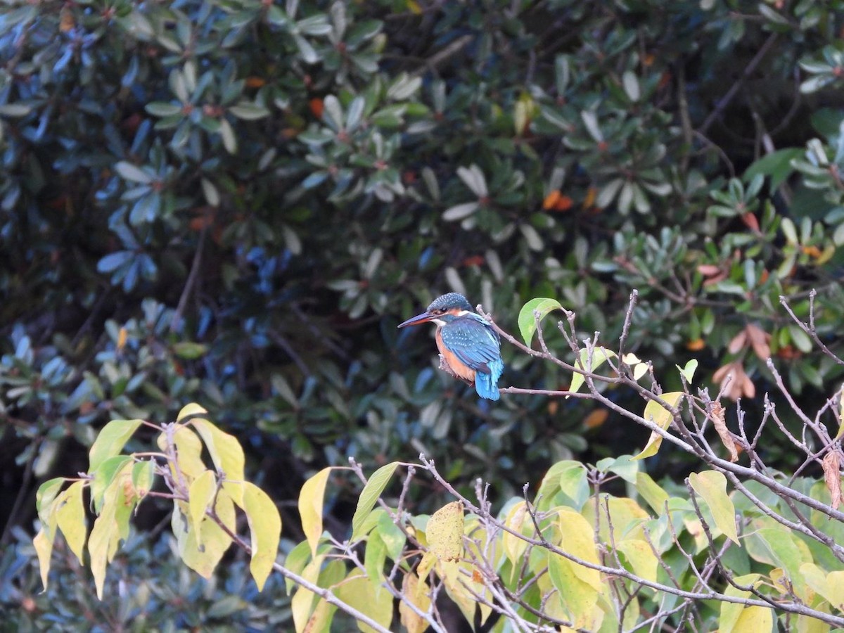 Common Kingfisher - ML645206610