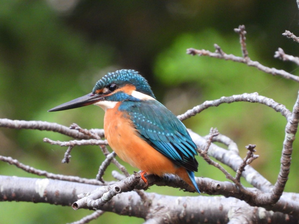 Common Kingfisher - ML645206611