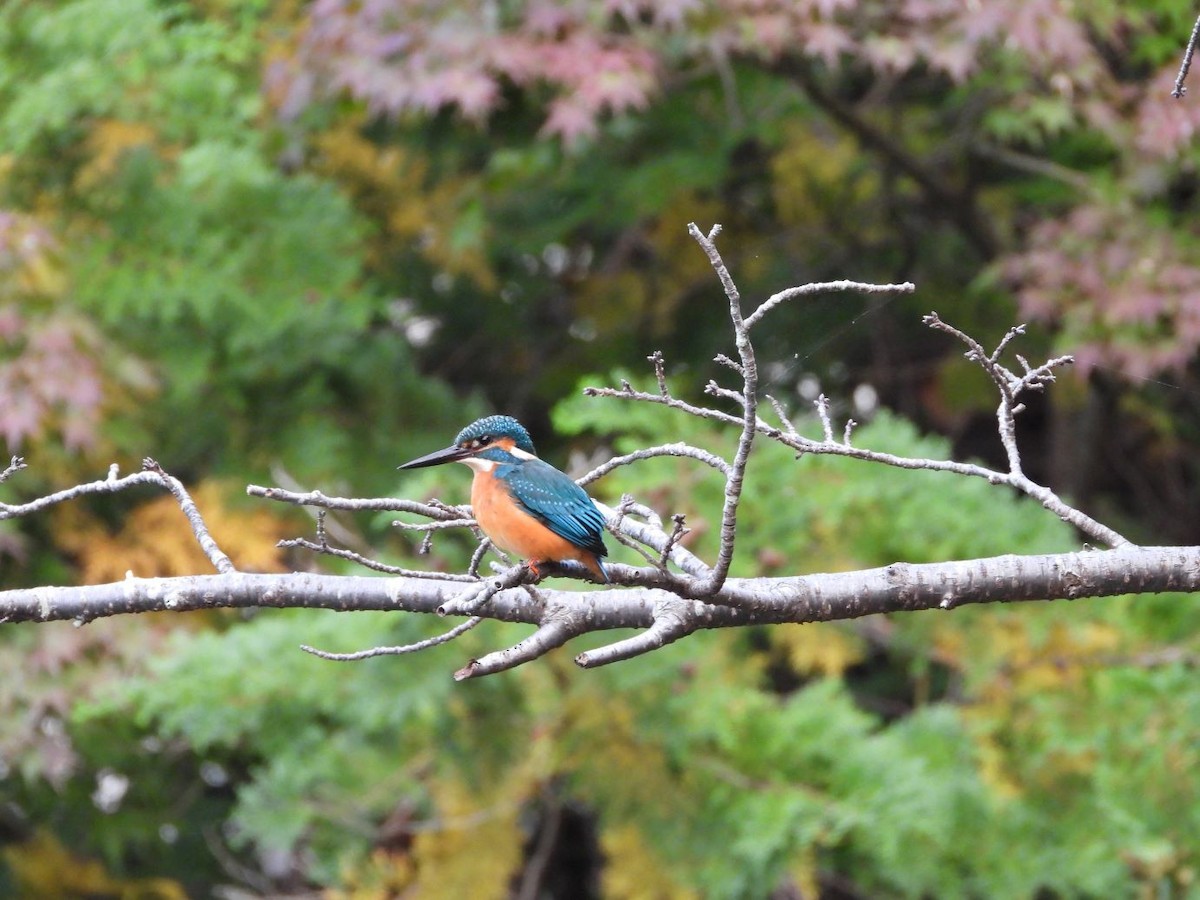 Common Kingfisher - ML645206612