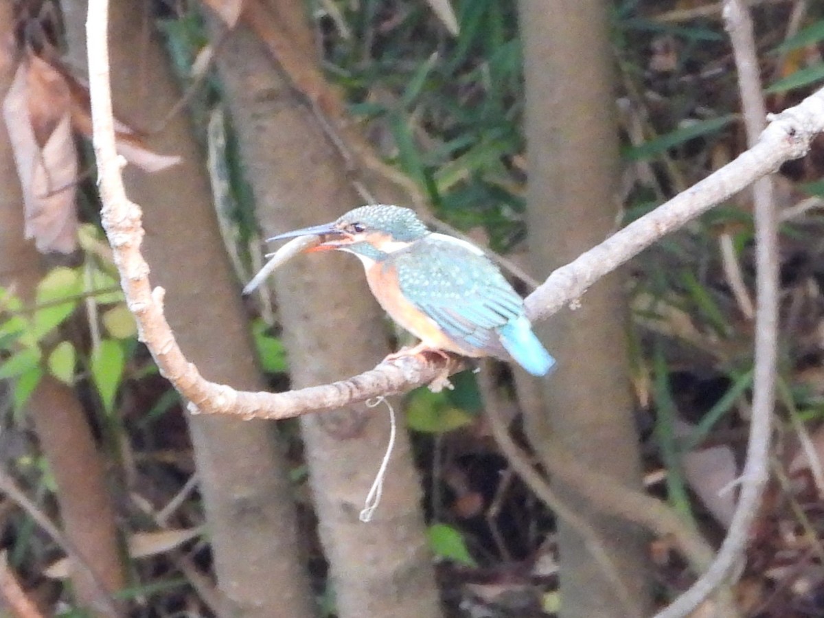 Common Kingfisher - ML645206613