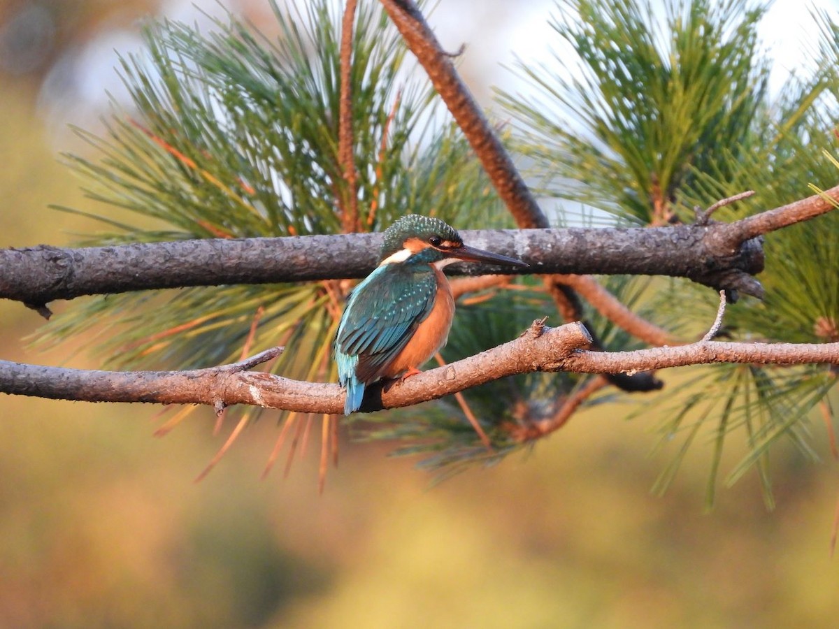 Common Kingfisher - ML645206614