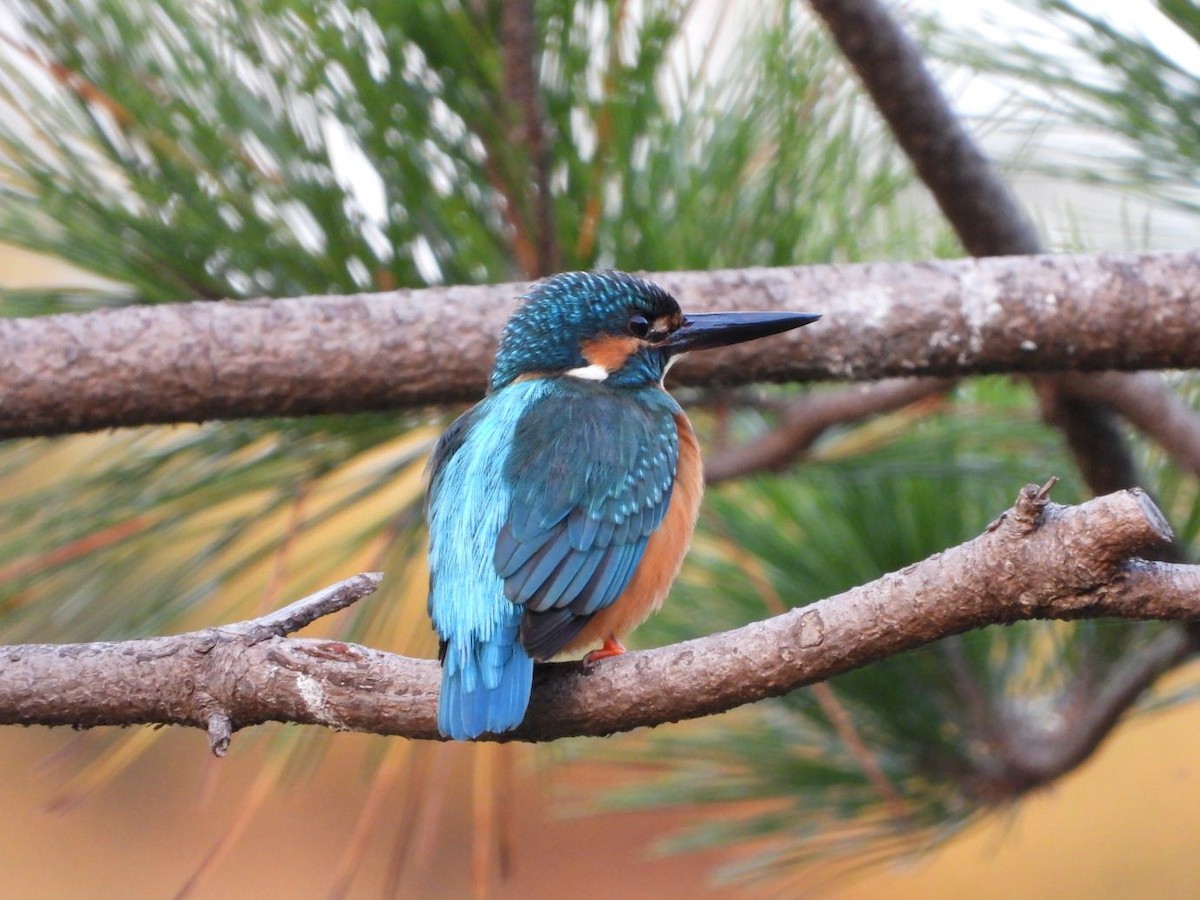 Common Kingfisher - ML645206619