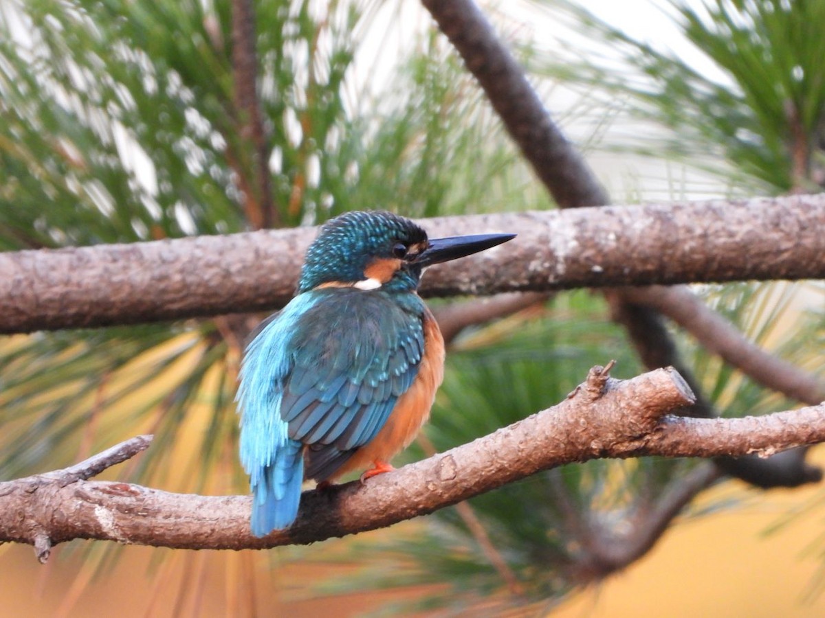 Common Kingfisher - ML645206620
