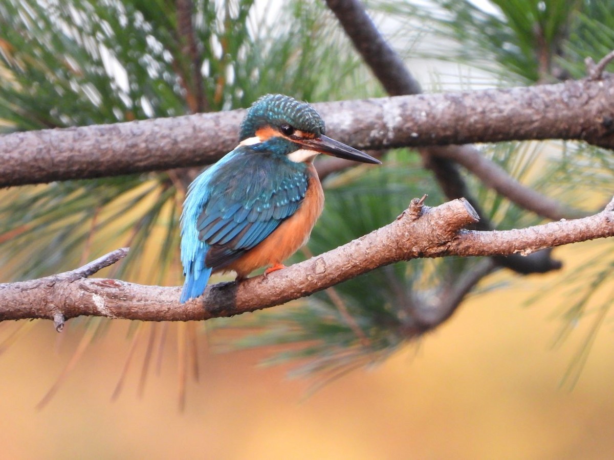 Common Kingfisher - ML645206621