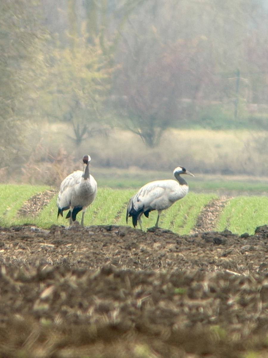Common Crane - ML645206625