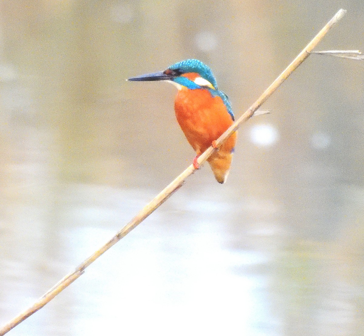 Common Kingfisher - ML645206636