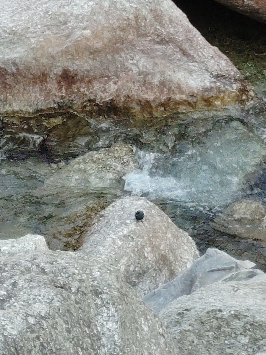 Plumbeous Redstart - ML645206639