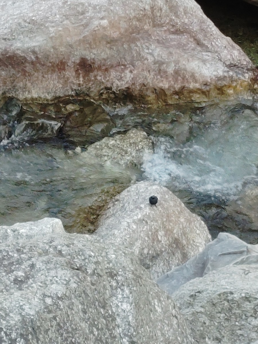 Plumbeous Redstart - ML645206640