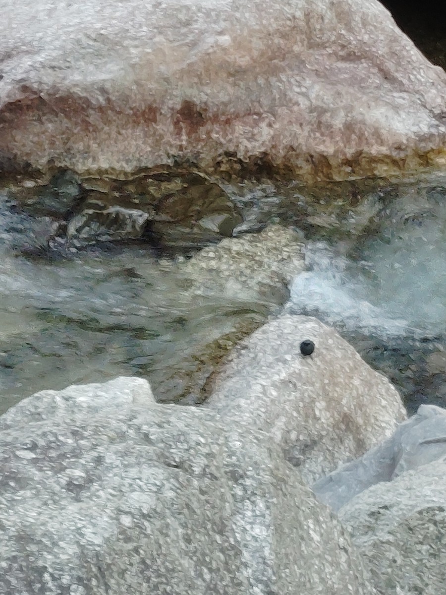 Plumbeous Redstart - ML645206641