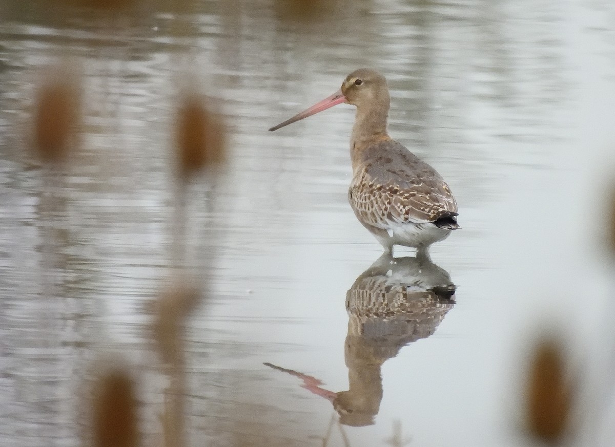 Black-tailed Godwit (Icelandic) - ML645206646