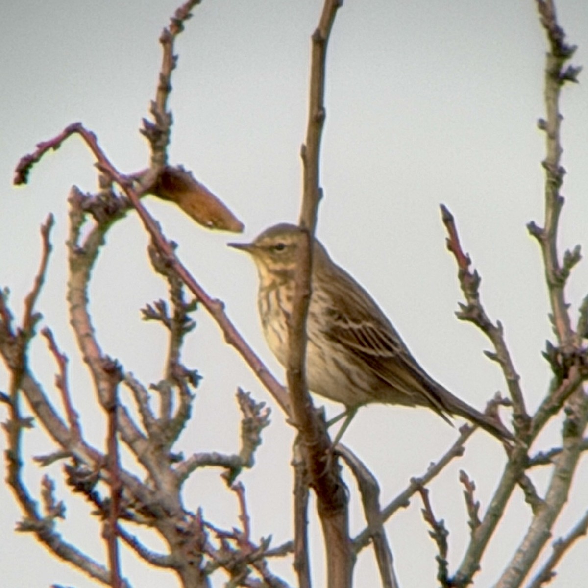 Water Pipit - ML645206652