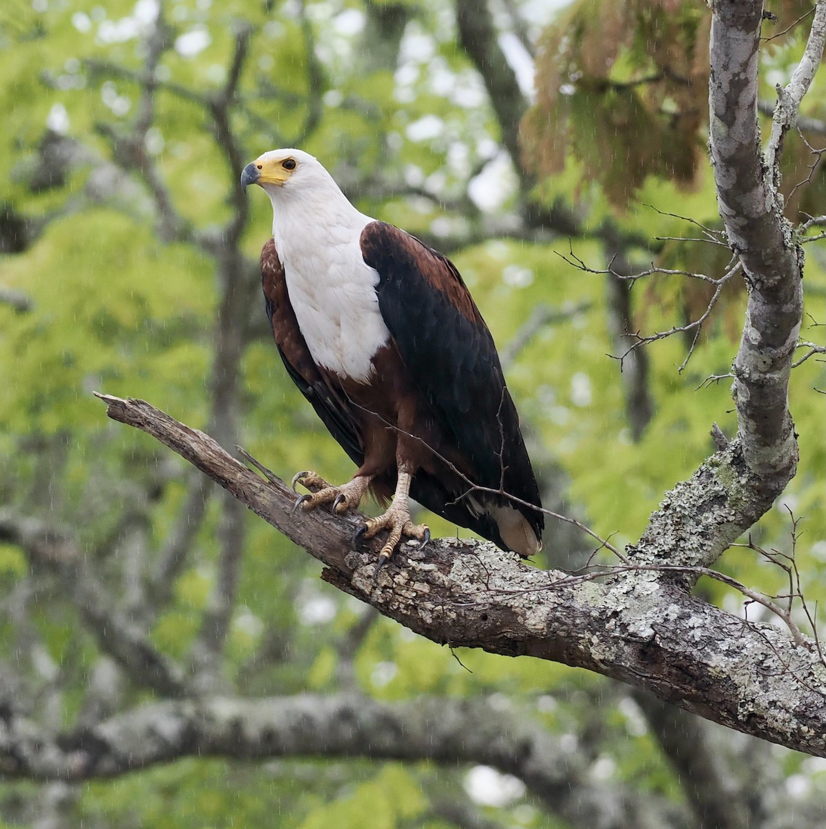 African Fish-Eagle - ML645206657
