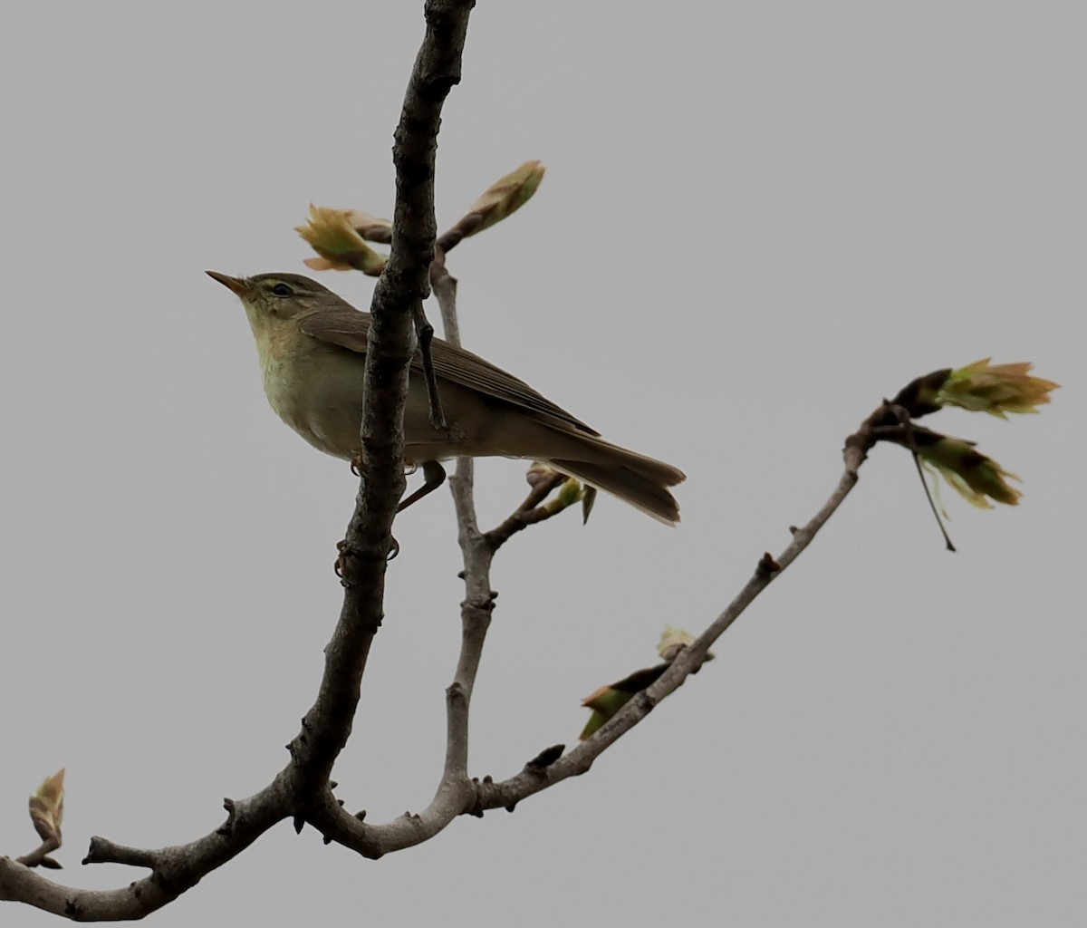 Willow Warbler - ML645206663