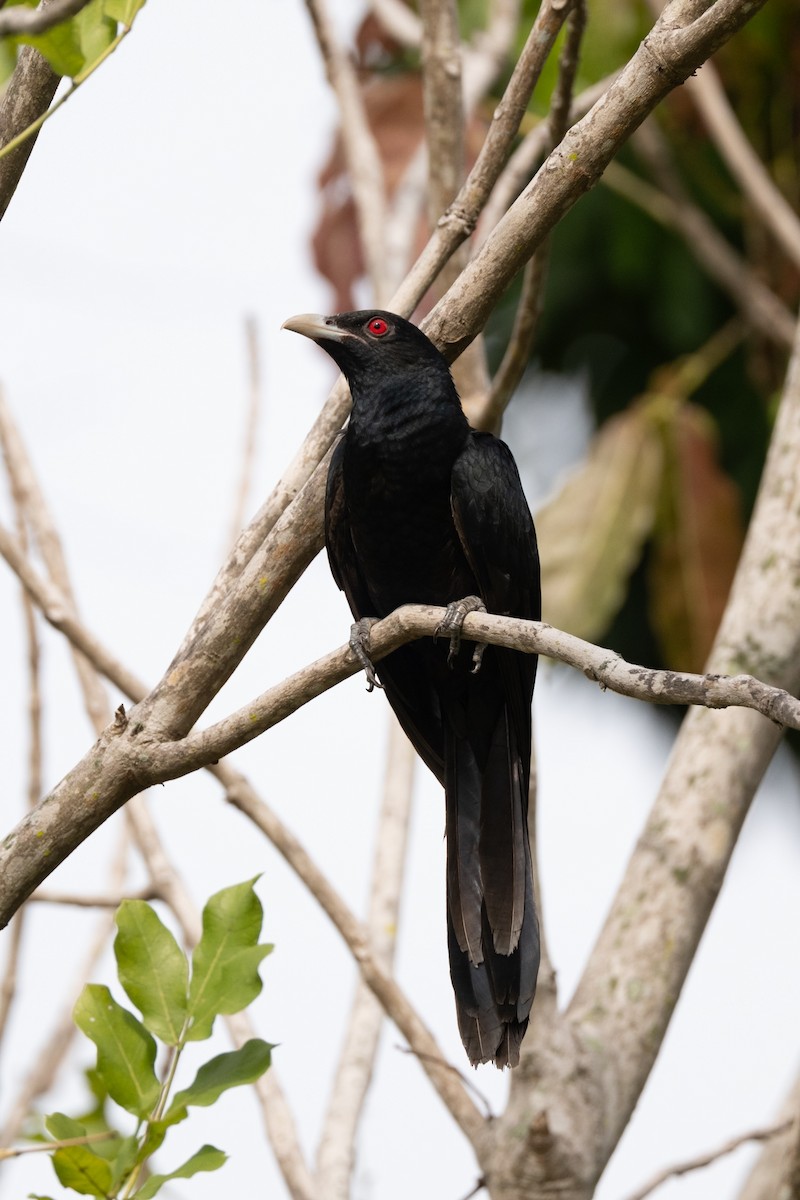 קואל אסייתי - ML645206672