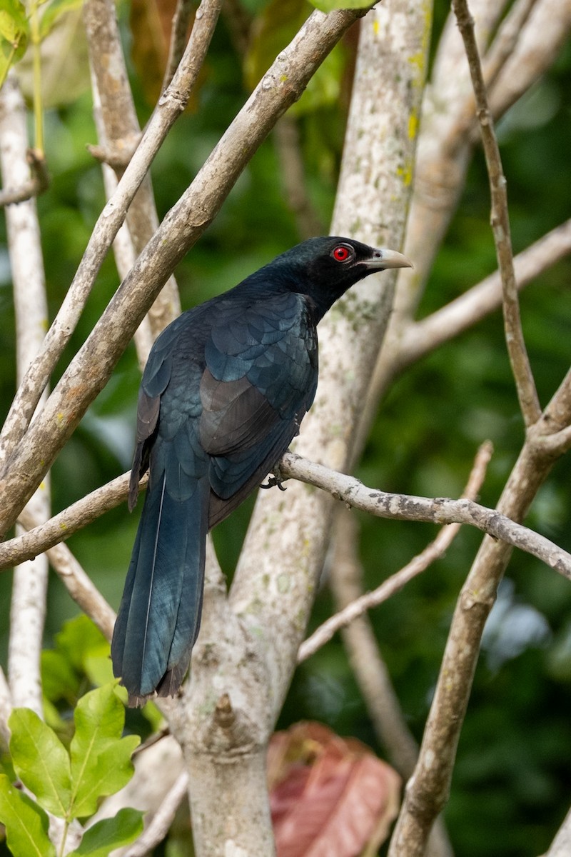 קואל אסייתי - ML645206673