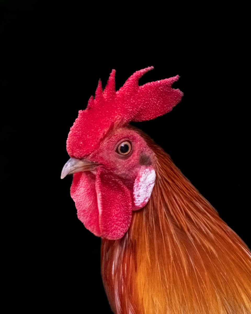 תרנגול בר - ML645206674