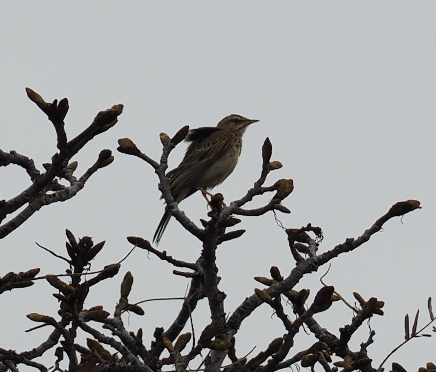 Woodland Pipit - ML645206675