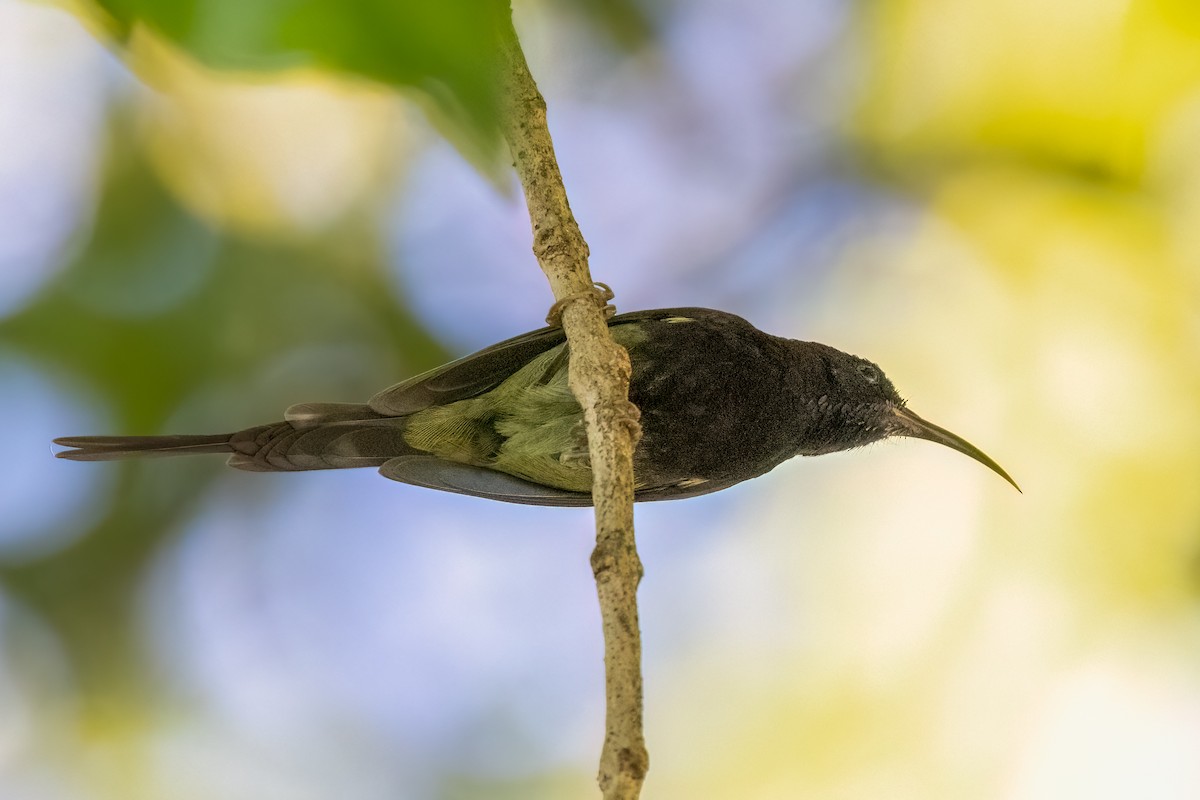 Black-throated Sunbird - ML645206677