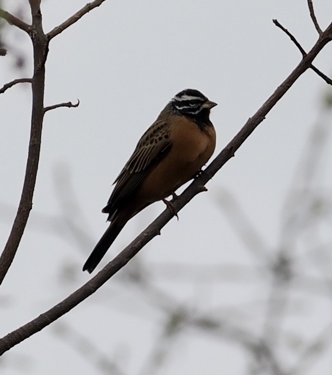 Cinnamon-breasted Bunting - ML645206686