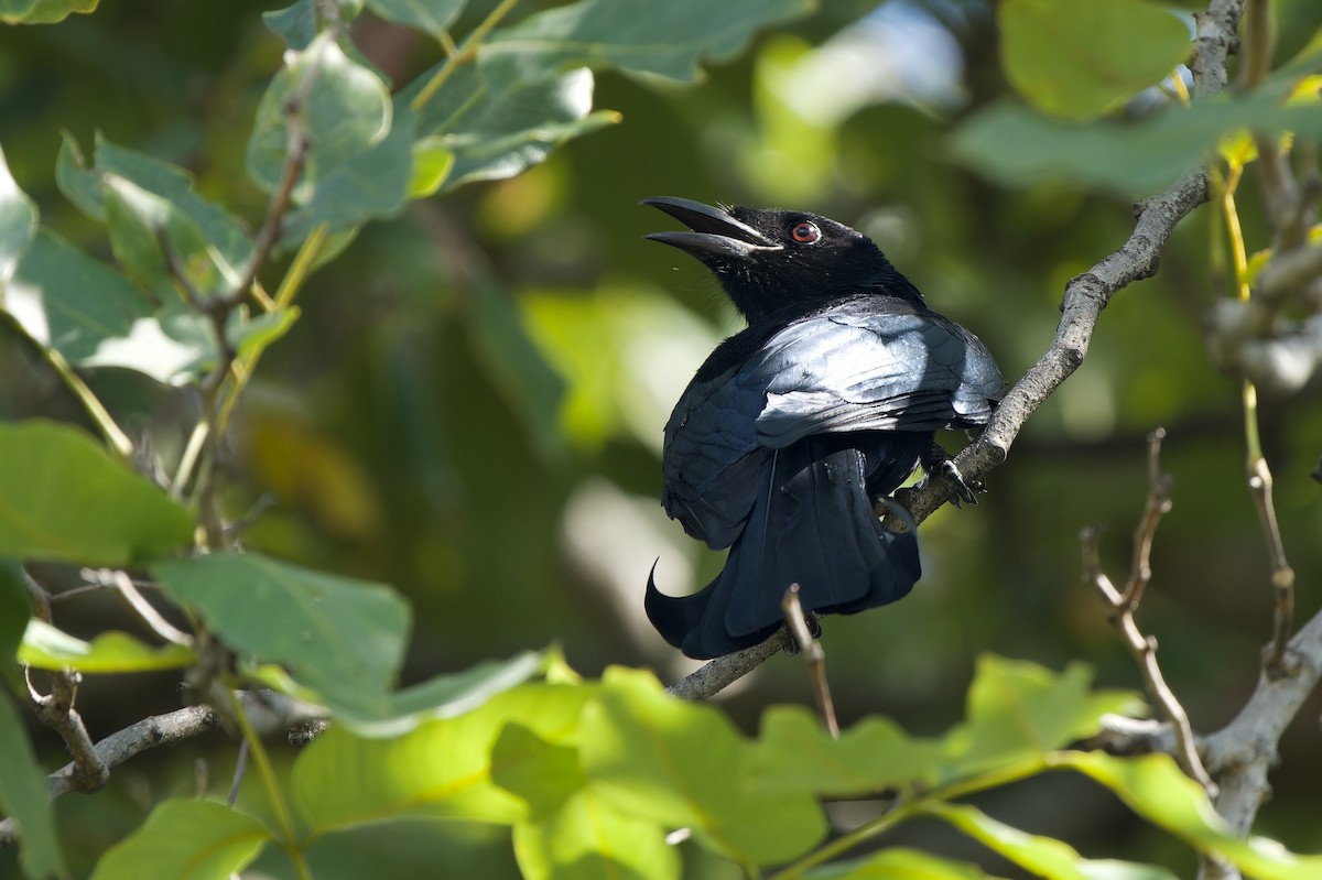 Hair-crested Drongo (Hair-crested) - ML645206690