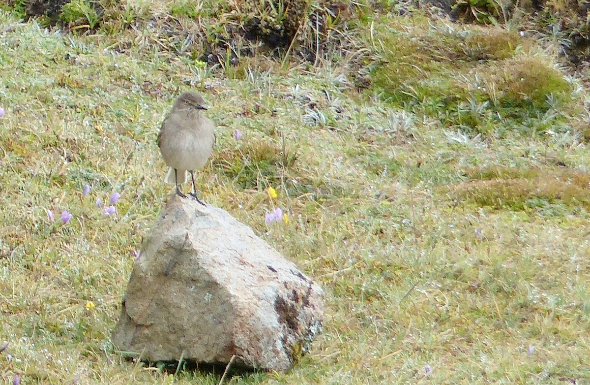 Горный гаучо - ML645206694