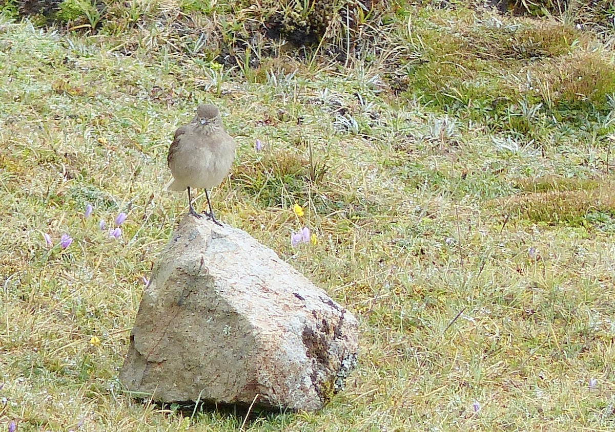 Горный гаучо - ML645206695