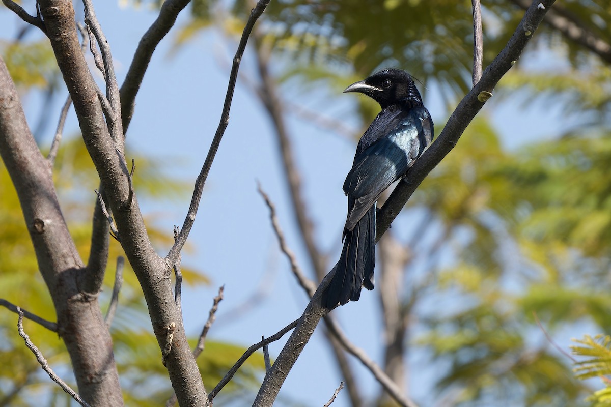 Hair-crested Drongo (Hair-crested) - ML645206696