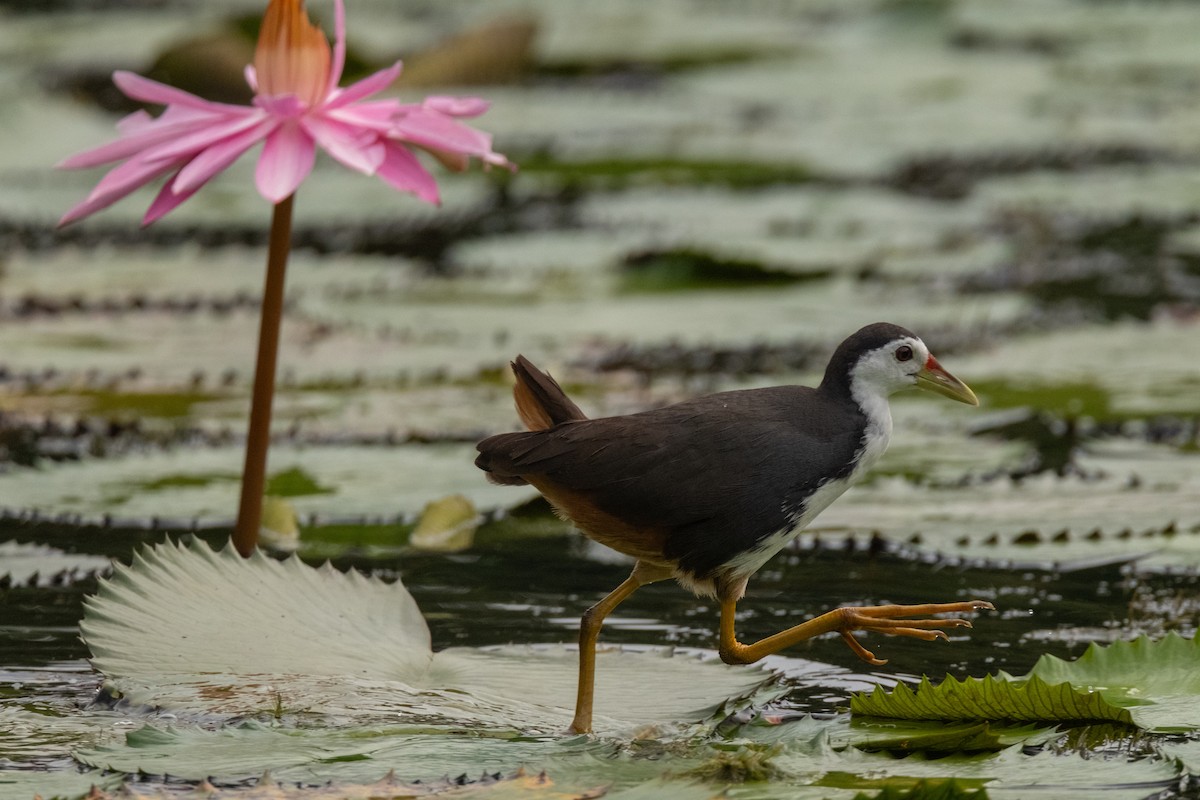 סופית לבנת-חזה - ML645206704