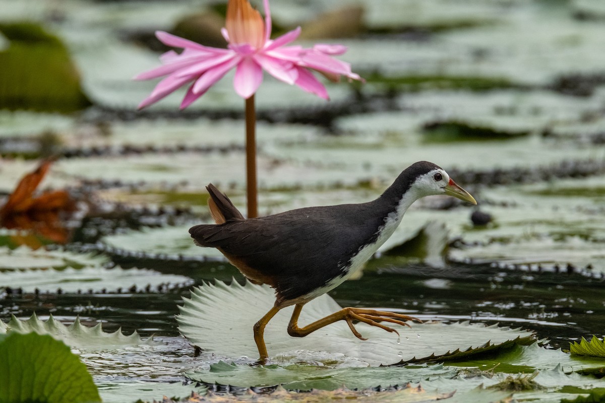 סופית לבנת-חזה - ML645206705