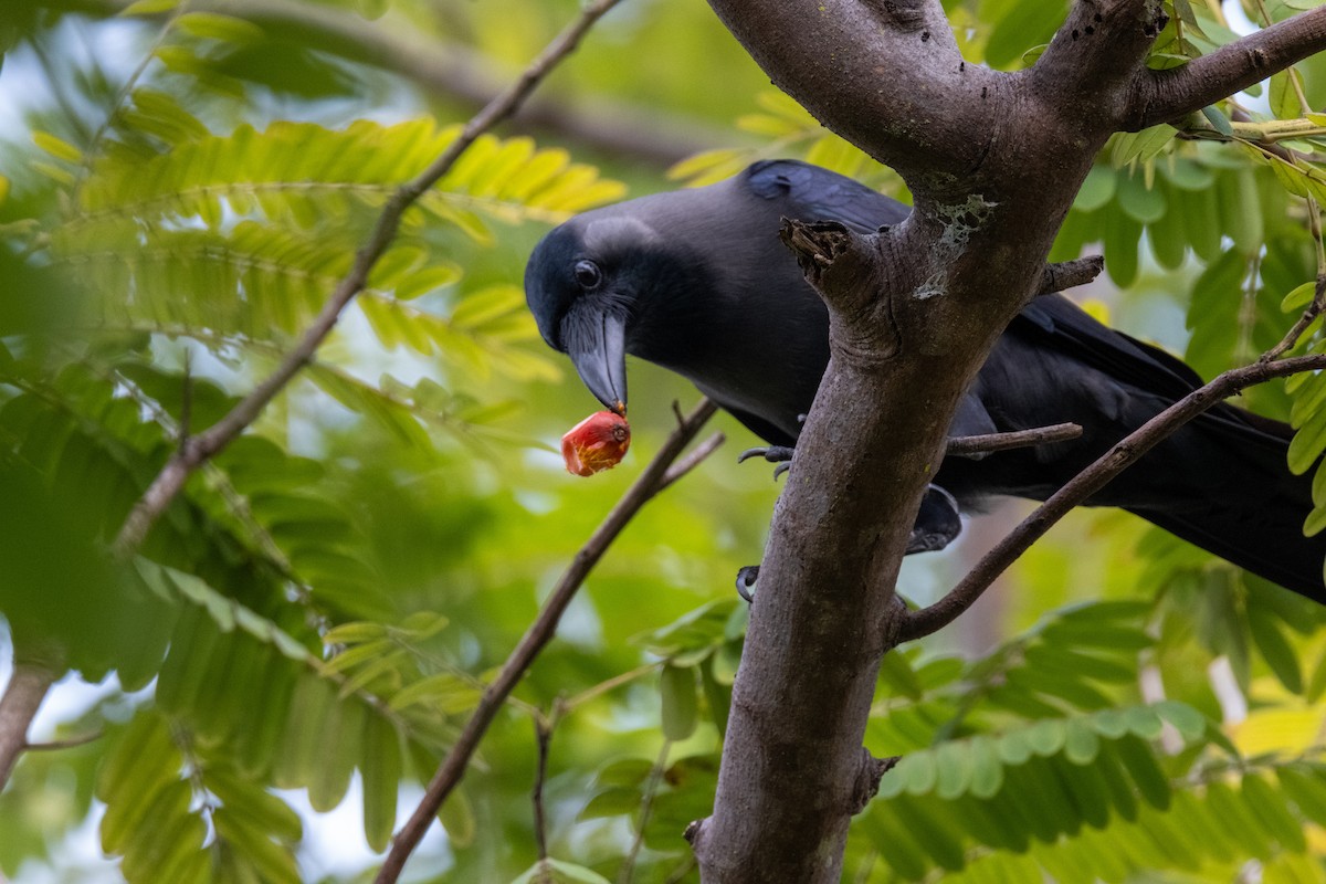 עורב הודי - ML645206721