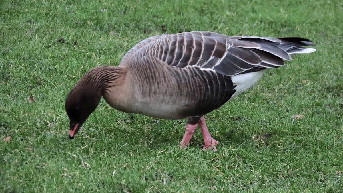 Pink-footed Goose - ML645206723
