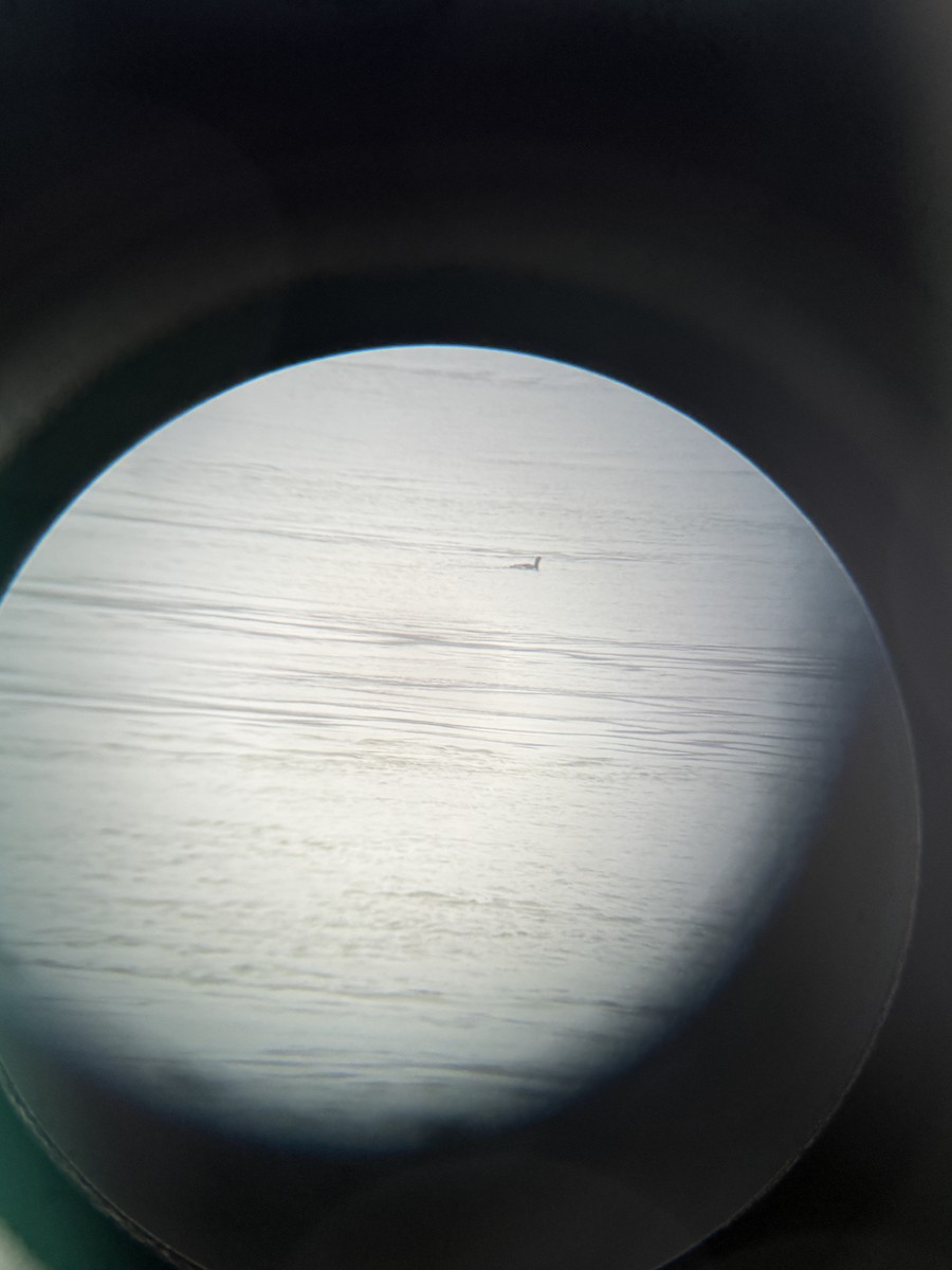 Red-throated Loon - ML645206727