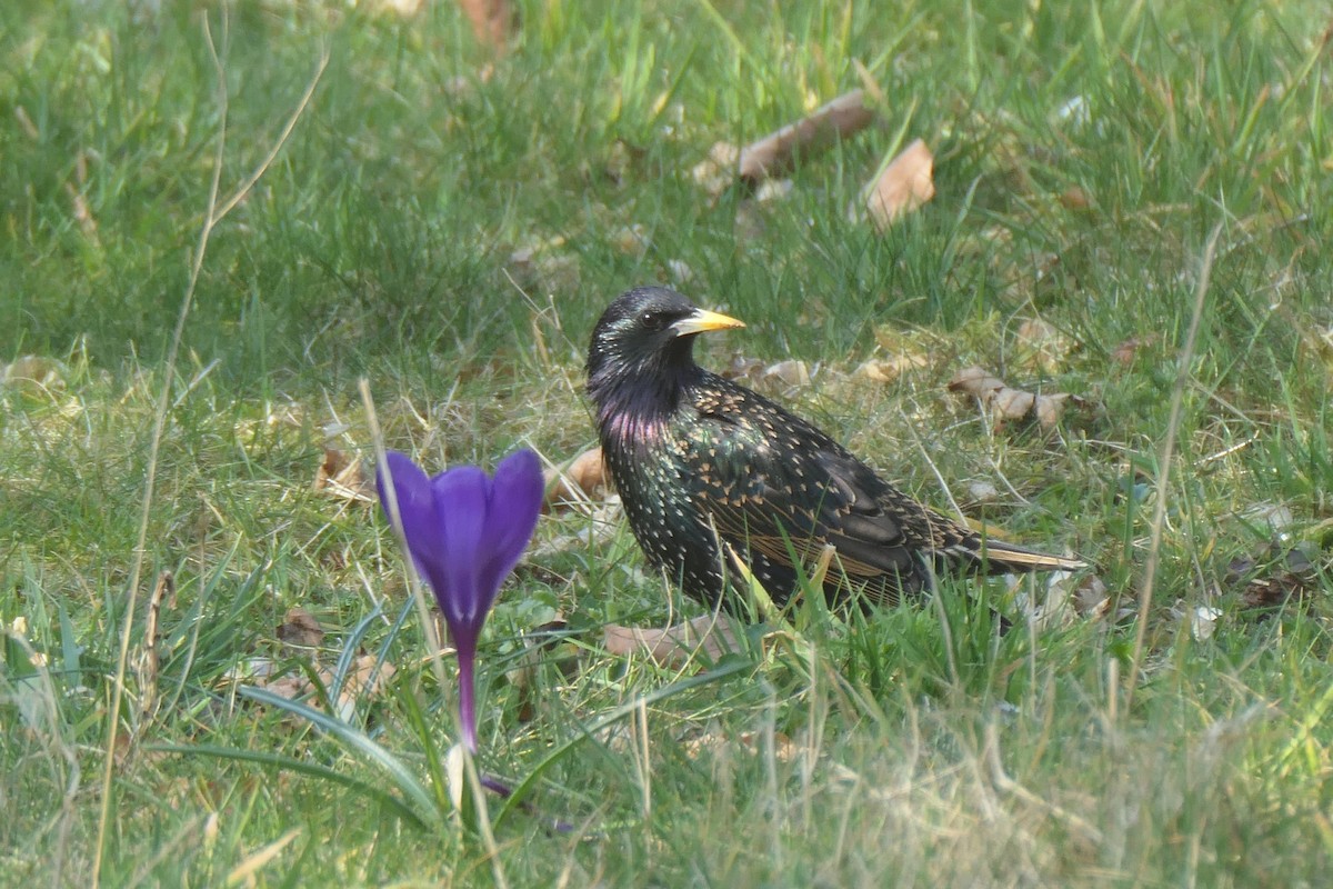 Storno - ML645206728