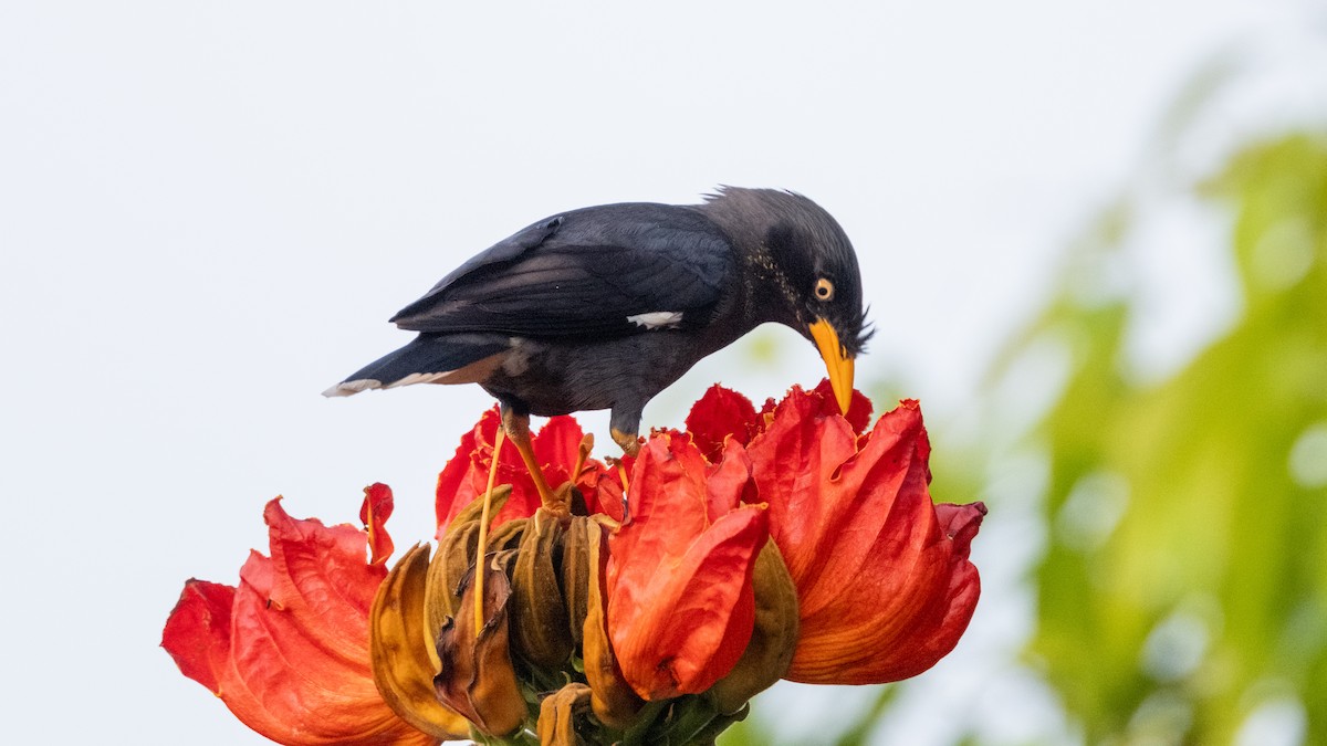 Javan Myna - ML645206729