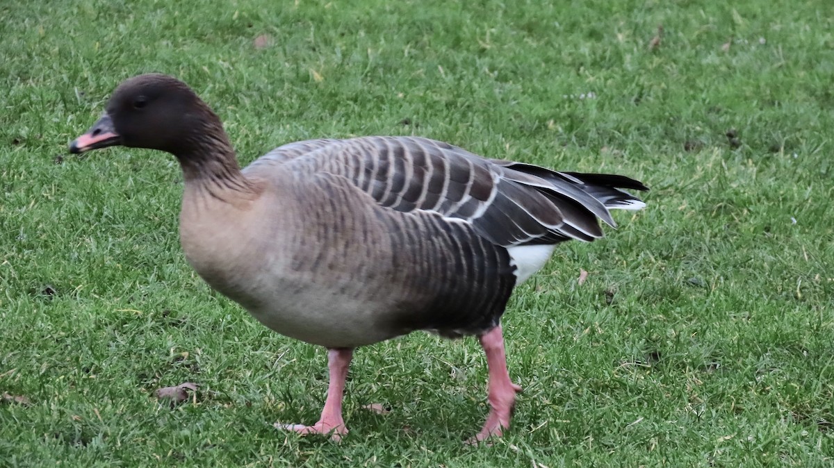 Pink-footed Goose - ML645206737