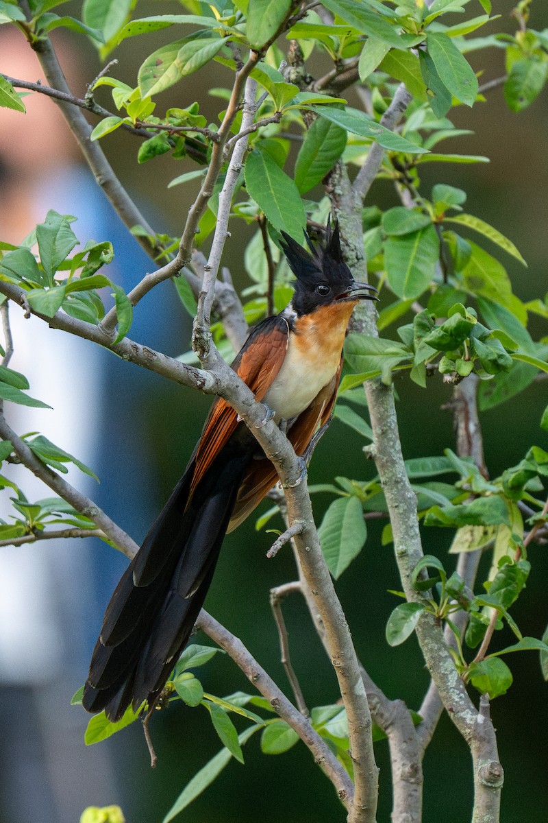 Coucou à collier - ML645206750