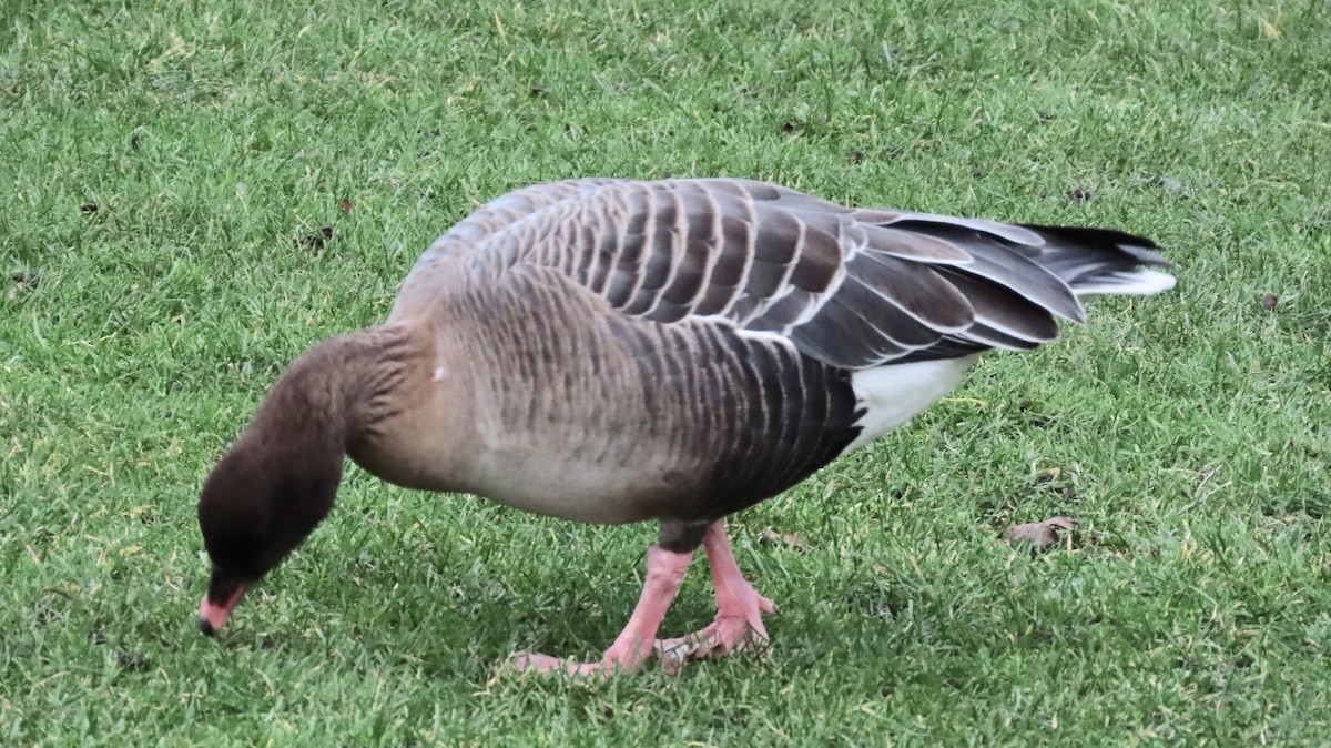 Pink-footed Goose - ML645206763