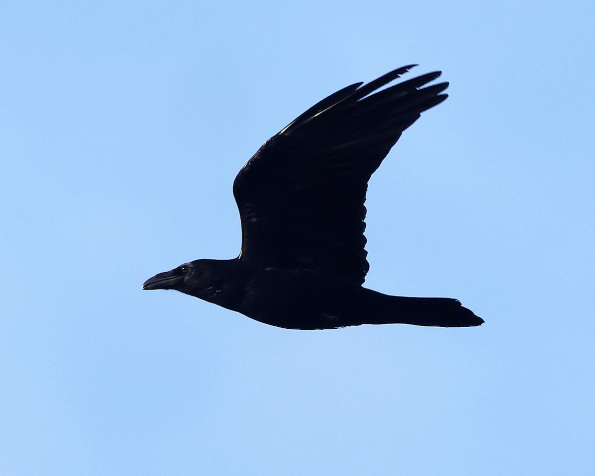 Erroi handia - ML645206766